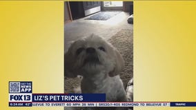 Liz?s Pet Tricks for Tuesday, March 8