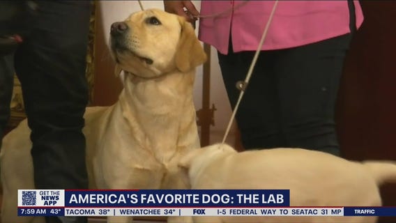America?s favorite dog breeds