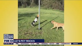 Liz?s Pet Tricks for Monday, March 14