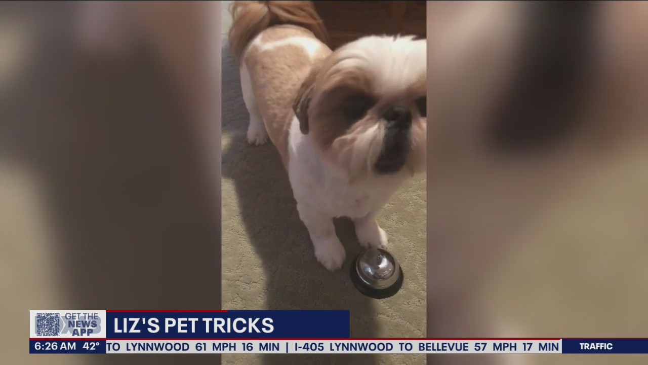 Liz?s Pet Tricks for Wednesday, March 16