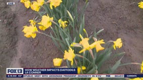 Daffodil Festival now in full bloom