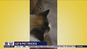 Liz?s Pet Tricks for Friday, March 18