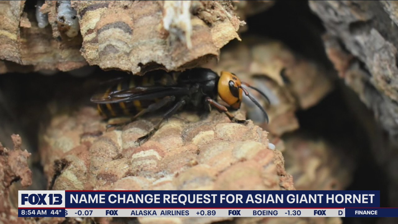 Name change request for Asian Giant Hornet