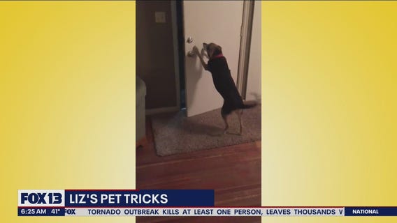 Liz?s Pet Tricks for Thursday, March 24