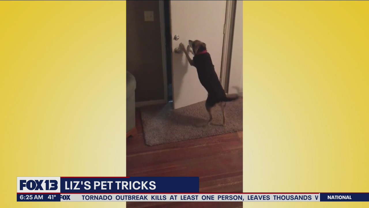 Liz?s Pet Tricks for Thursday, March 24