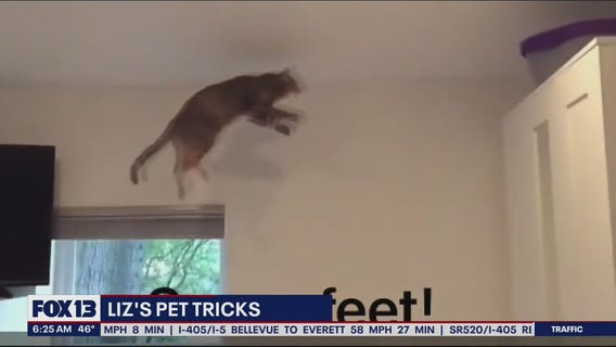Liz's Pet Tricks for Wednesday, March 30