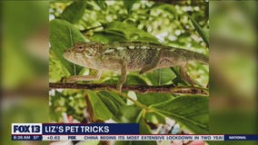 Liz?s Pet Tricks for Monday, March 28