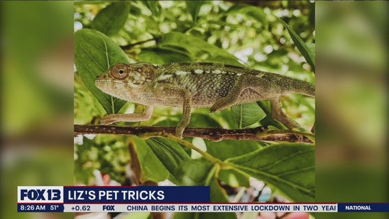 Liz?s Pet Tricks for Monday, March 28