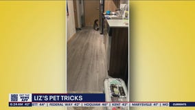Liz's Pet Tricks for Friday, March 25