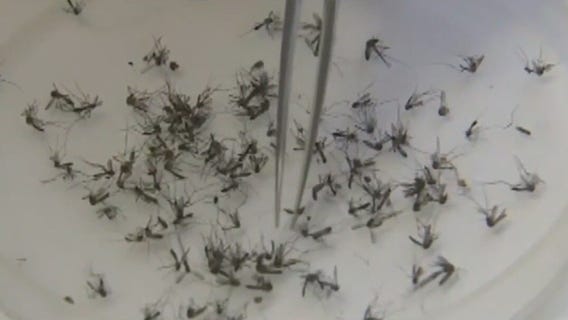 Rare disease-spreading mosquito found in CA, NV