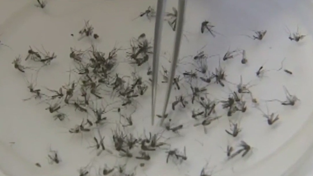 Rare disease-spreading mosquito found in CA, NV