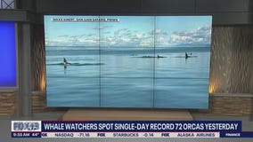 Whale watchers spot single-day record, 72 orcas on Thursday