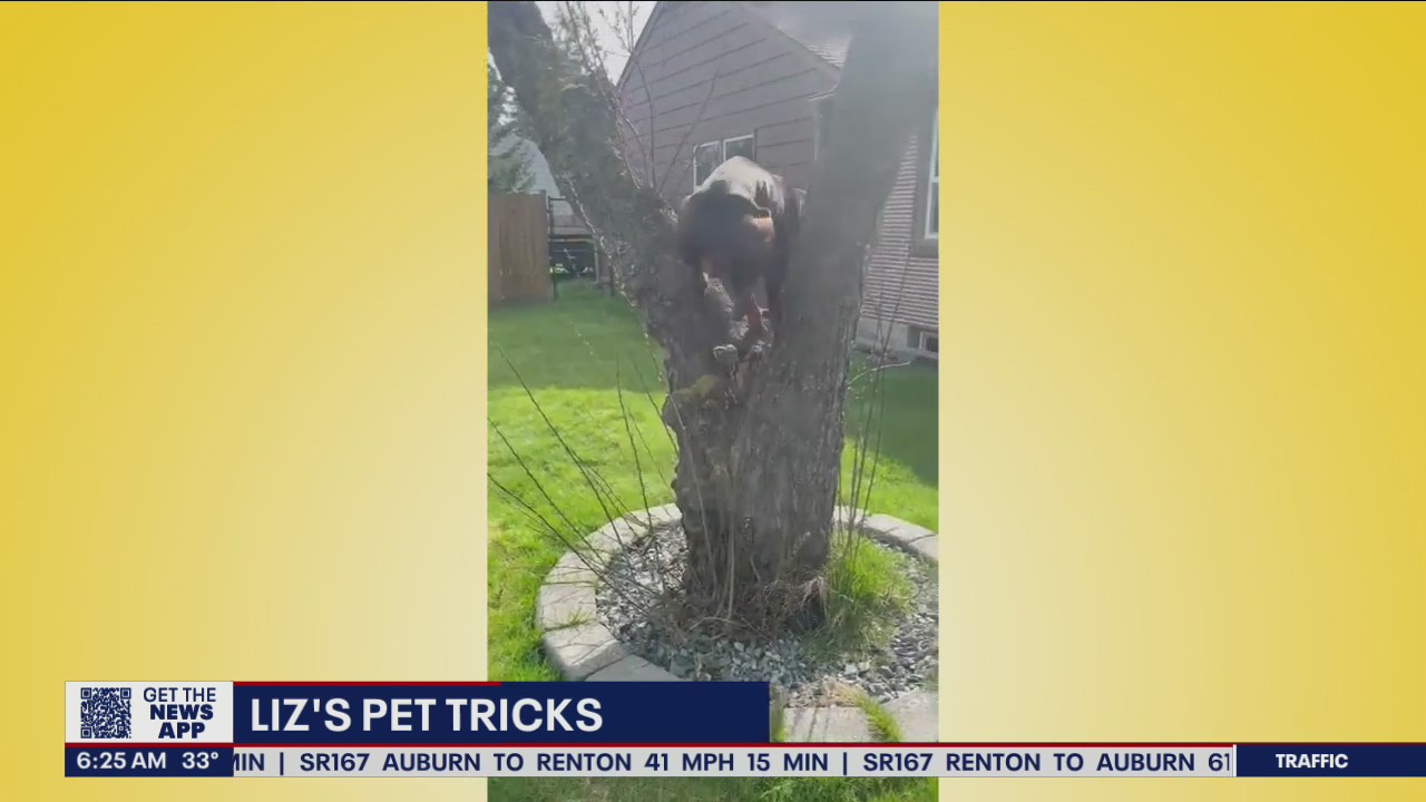 Liz?s Pet Tricks for Wednesday, April 6