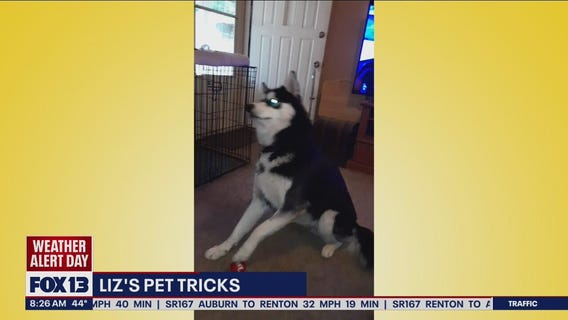Liz?s Pet Tricks for Monday, April 4