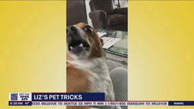Liz?s Pet Tricks for Friday, April 1