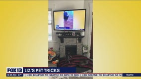 Liz's Pet Tricks for Tuesday, April 12