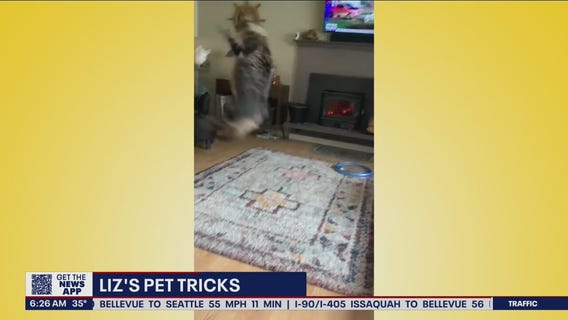 Liz?s Pet Tricks for Wednesday, April 13