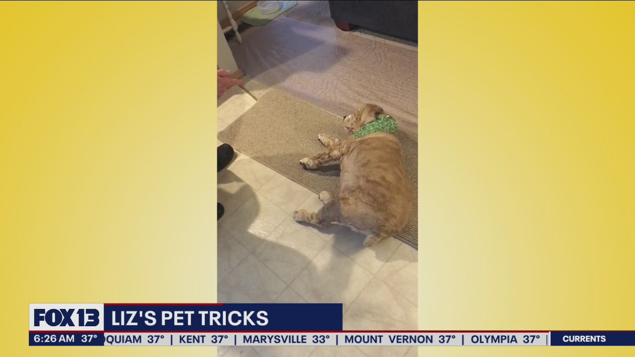 Liz?s Pet Tricks for Monday, April 11