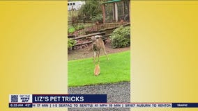 Liz?s Pet Tricks for Thursday, April 7