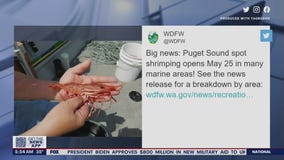 Puget Sound spot shrimping season opens May 25