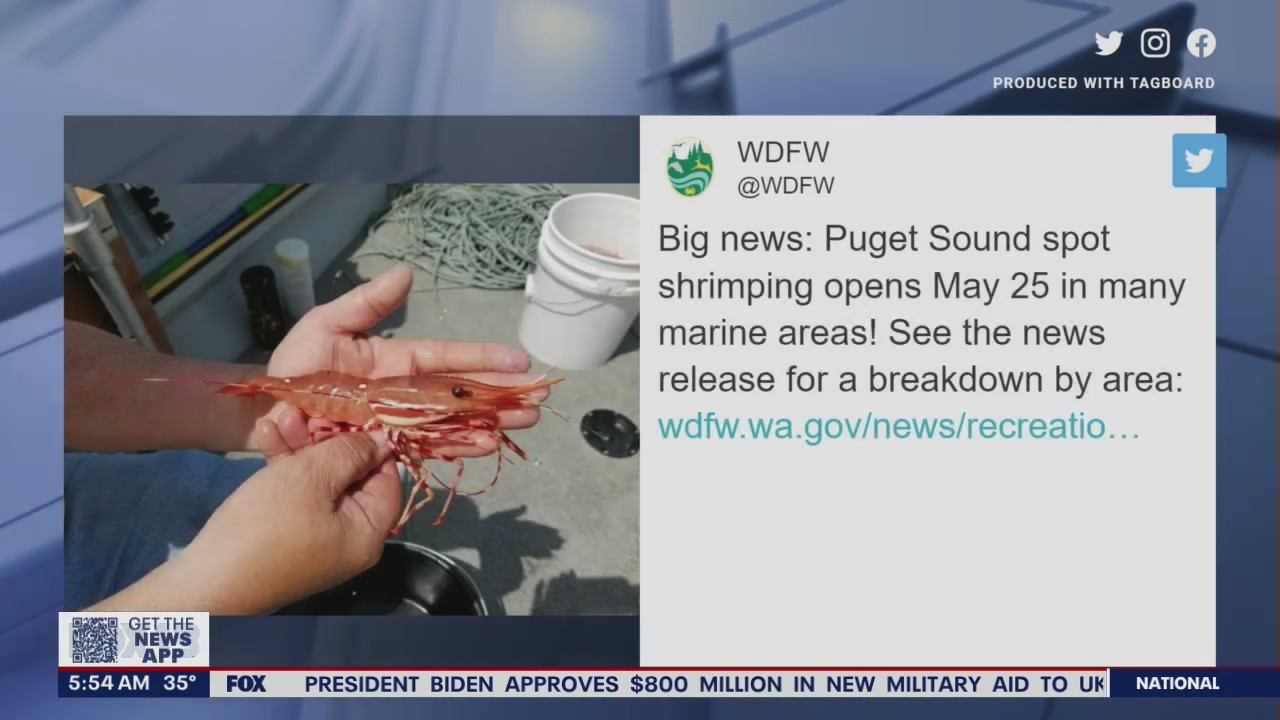 Puget Sound spot shrimping season opens May 25