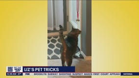 Liz?s Pet Tricks for Friday, April 15