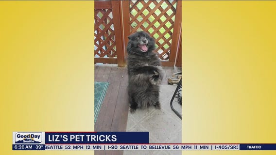 Liz's Pet Tricks for Tuesday, April 19