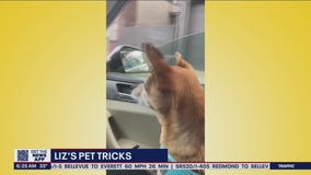 Liz?s Pet Tricks for Thursday, April 14