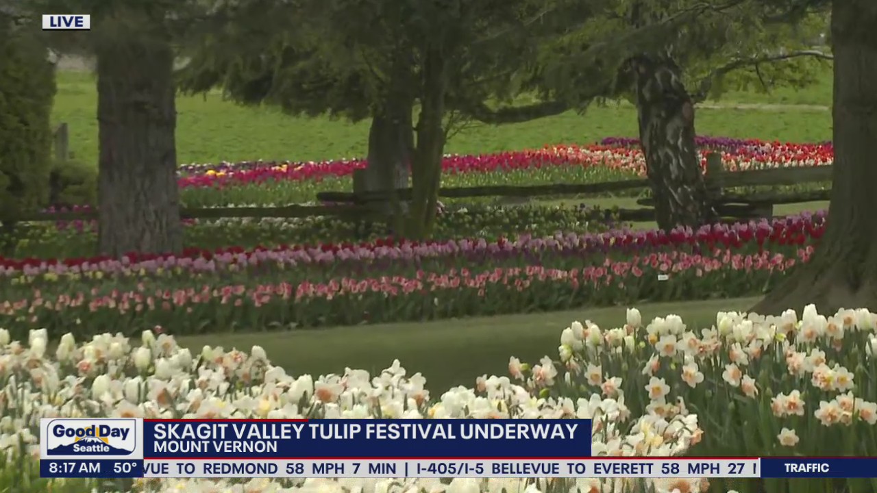Skagit Valley Tulip Festival underway