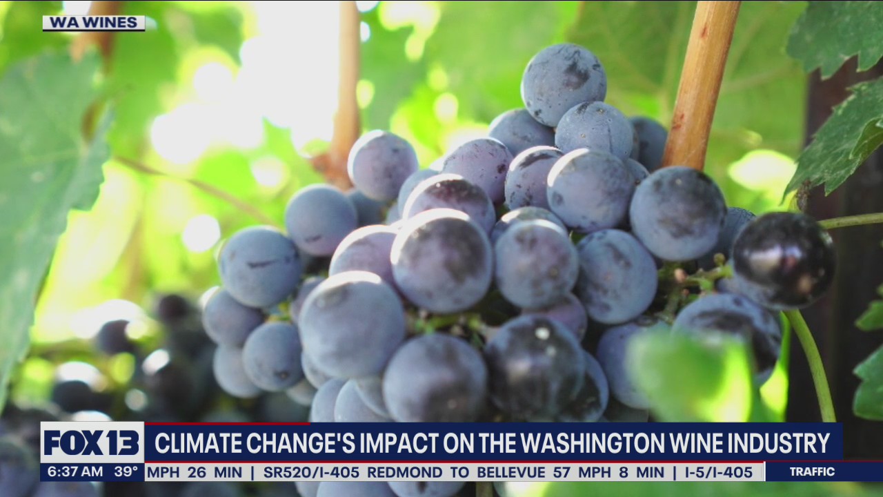 Climate change could benefit Washington?s wine industry