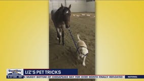 Liz?s Pet Tricks for Monday, April 28