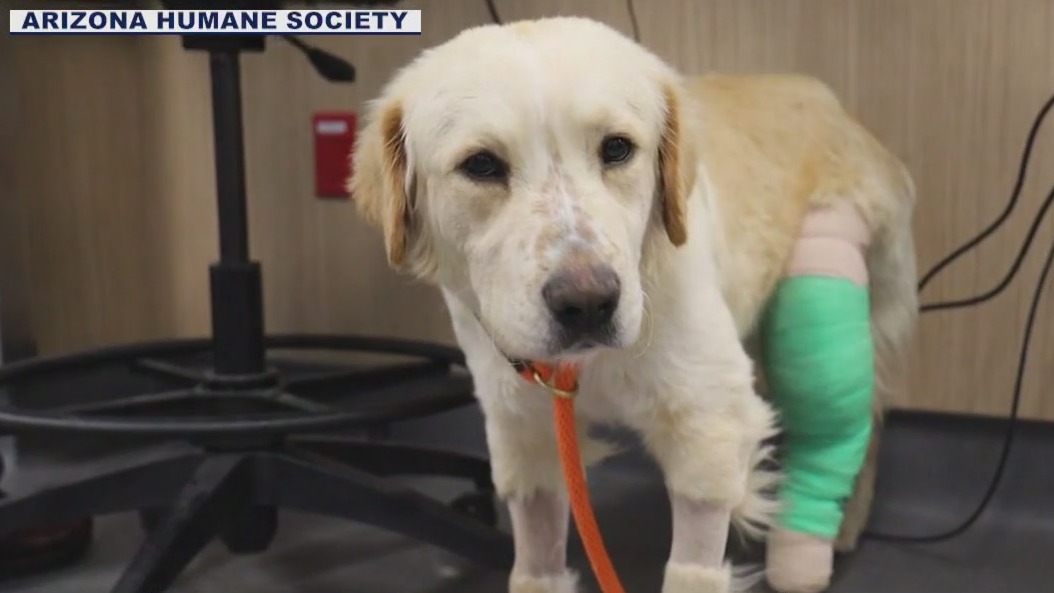 Golden Retriever shot in Phoenix; suspect sought