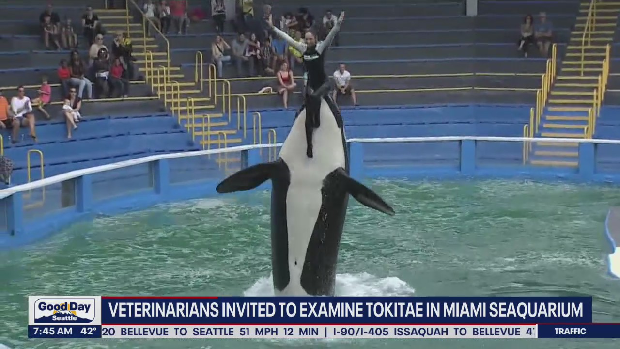 Veterinarians to examine orca, to transfer her back into Puget Sound from Miami Seaquarium