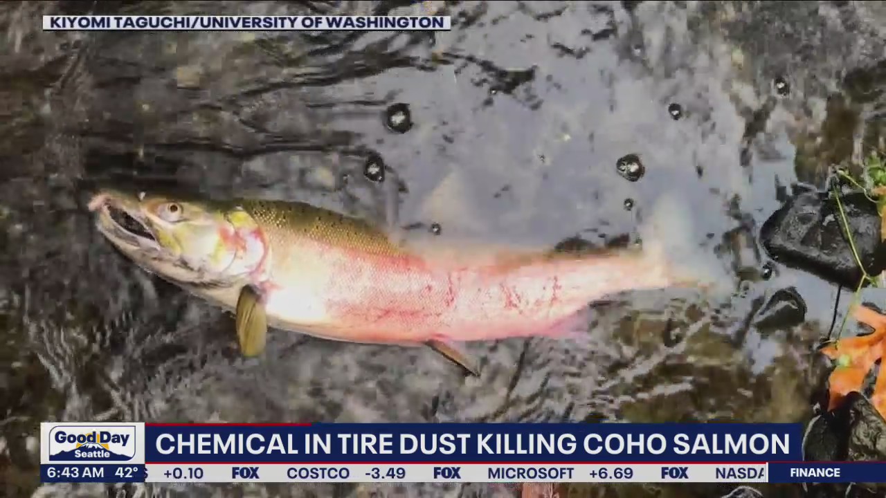 Chemical in tire dust killing Coho salmon