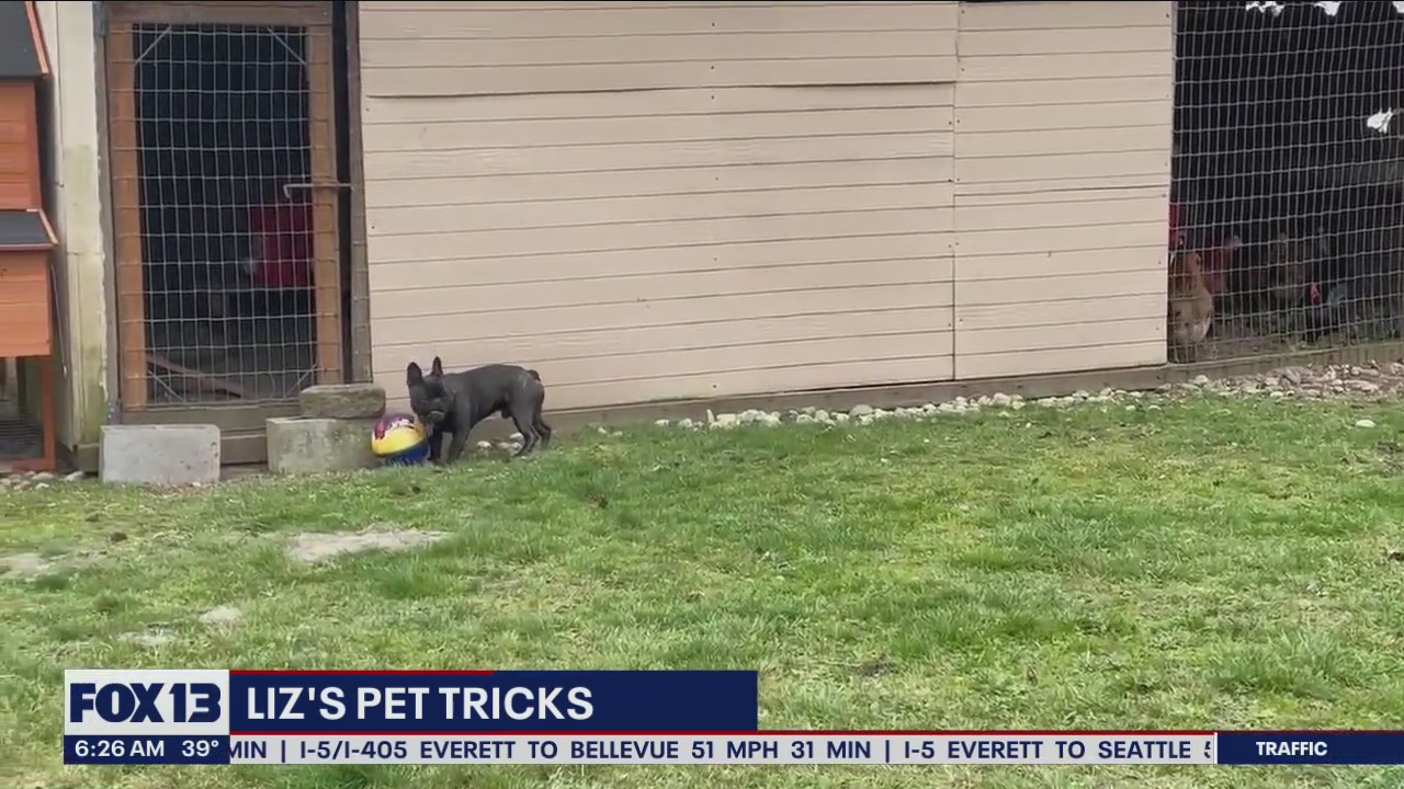 Liz's Pet Tricks for Wednesday, April 27