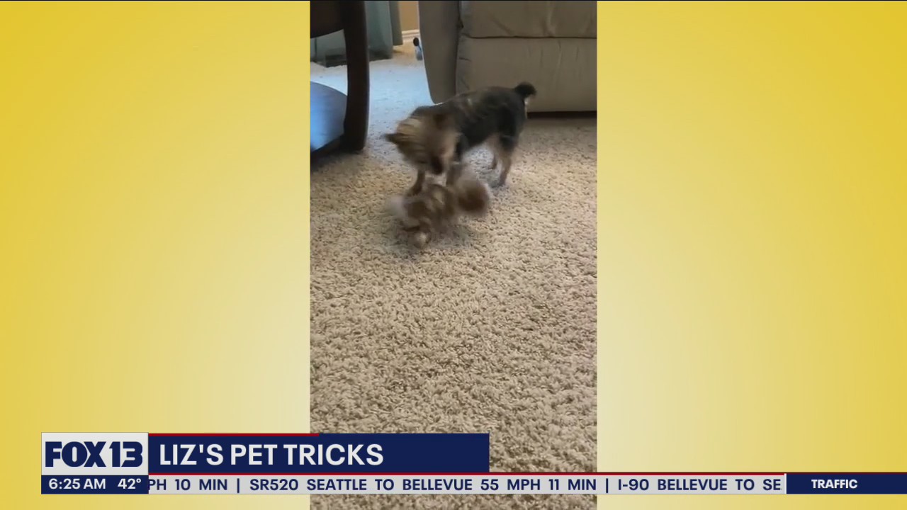 Liz's Pet Tricks for Thursday, April 28