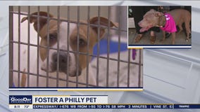 Fostering a Philadelphia pet