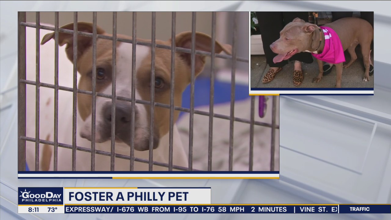 Fostering a Philadelphia pet