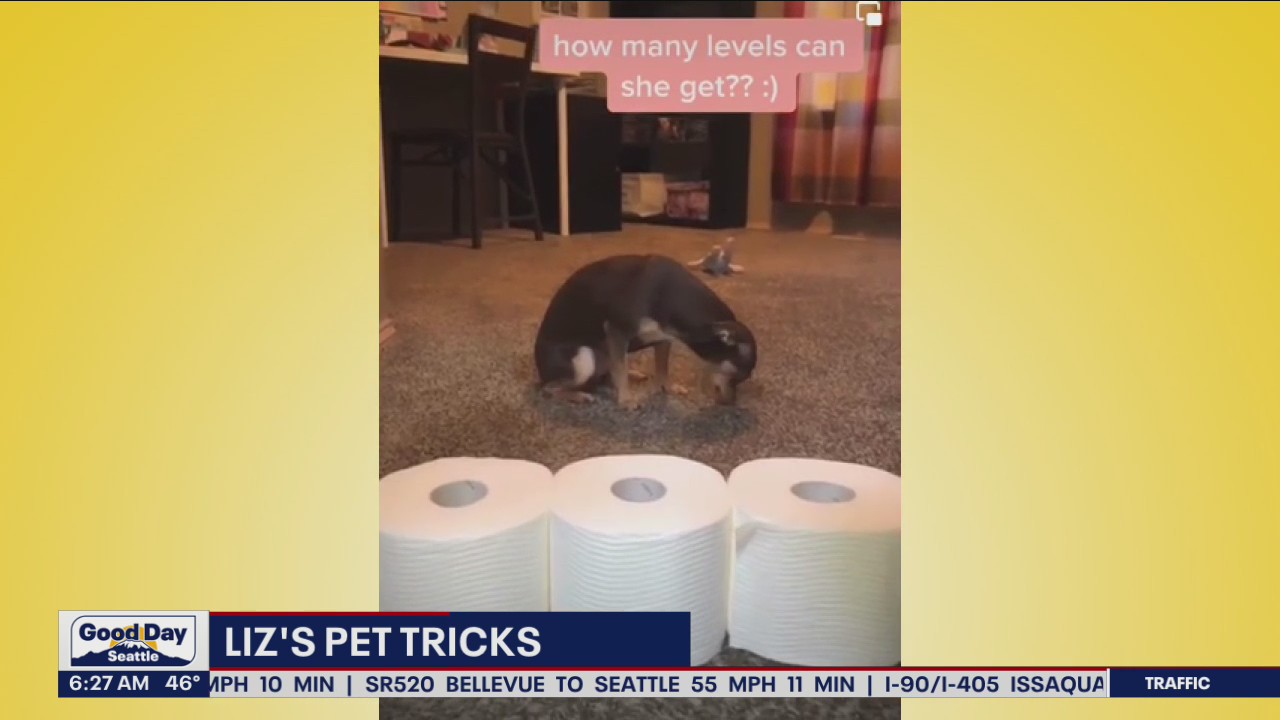 Liz's Pet Tricks for Wednesday, May 4