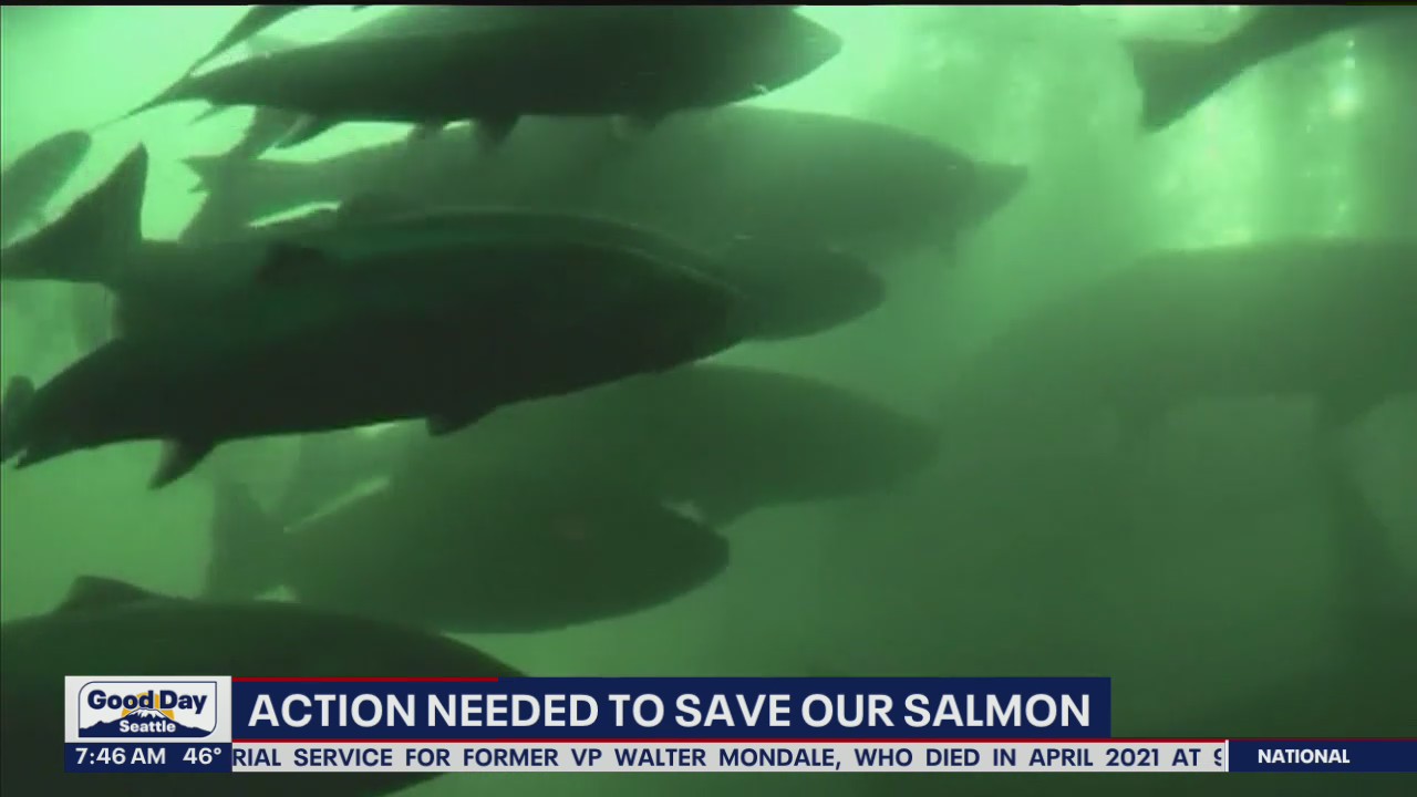 ?Survive the Sound? salmon migration underway