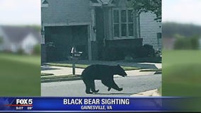 Black bear sighting in Prince William County neighborhood