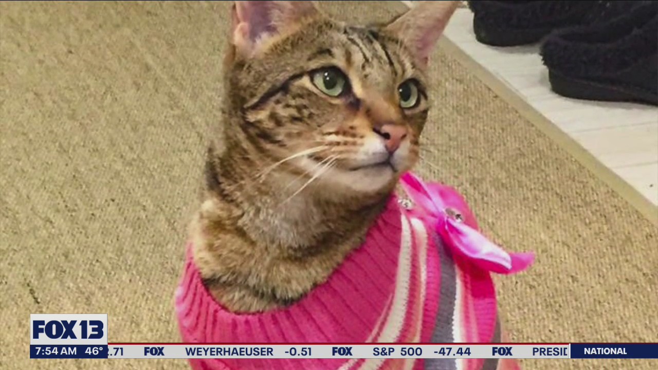 Miska the Cat Owner Secures $125,000 Settlement from Bellevue, King County