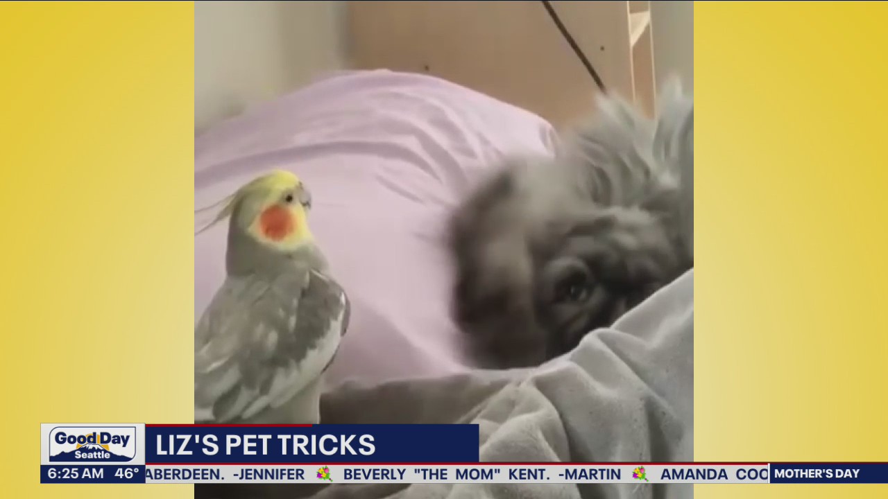 Liz's Pet Tricks for Friday, May 6