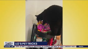 Liz's Pet Tricks for Wednesday, May 11