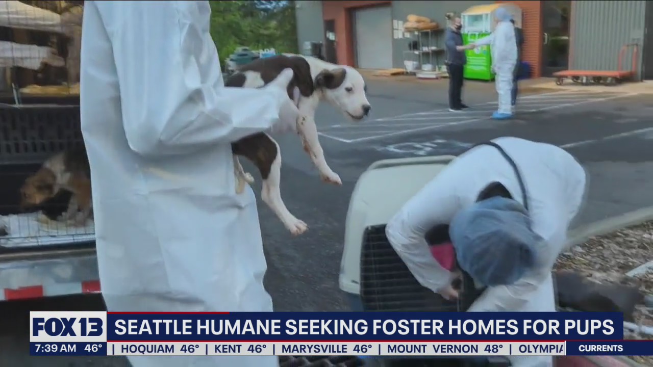 Seattle Humane has 'urgent need' for foster parents following large transfer of dogs