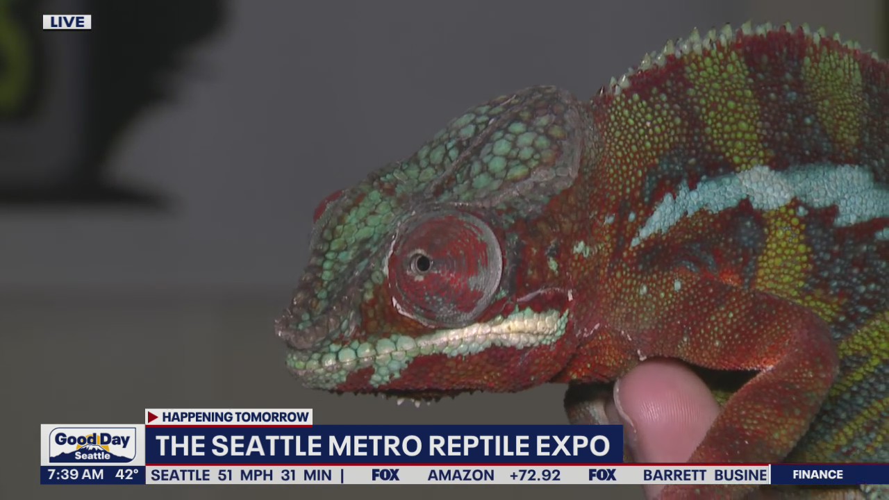 The Seattle Metro Reptile Expo returns this weekend