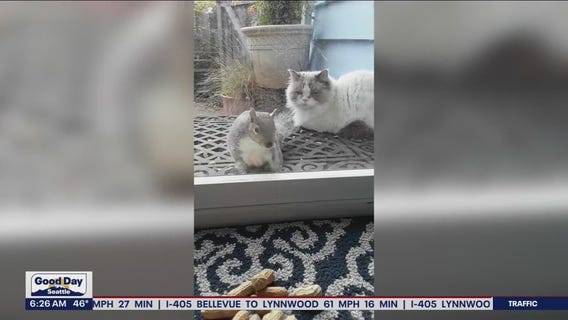 Liz's Pet Tricks for Wednesday, May 18