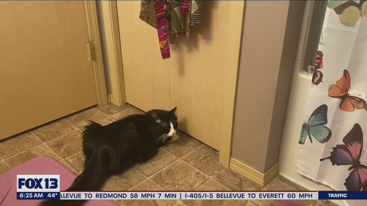 Liz's Pet Tricks for Tuesday, May 17