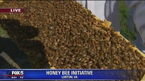 George Mason creates bee sanctuary in Lorton