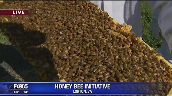 George Mason creates bee sanctuary in Lorton